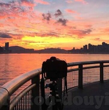 芒果大象回家视频-芒果、大象与回家的奇迹，一段温馨的旅程
